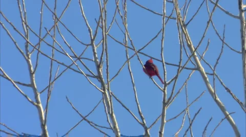 Cardinal in tree Stock-Footage 1052158