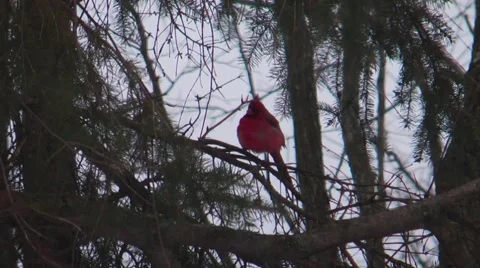 Cardinal in a tree Stock Footage 46090692