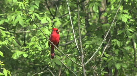 Cardinal in tree with green leaves Video stock 762580