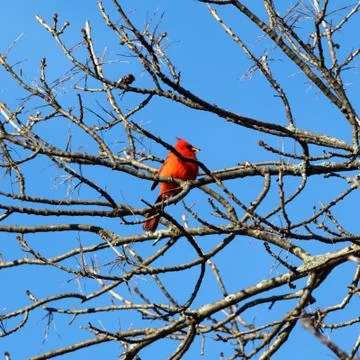 Cardinal in a Tree Stock Photos