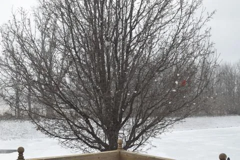 Cardinal In Tree Foto stock