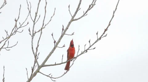 Cardinal whistling Vidéo 37341858
