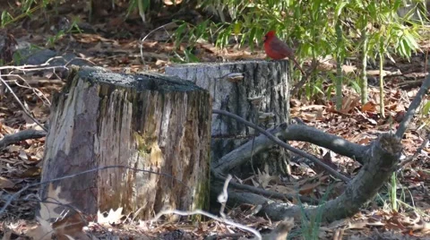 Cardinal in the wild Stock Footage 48349453