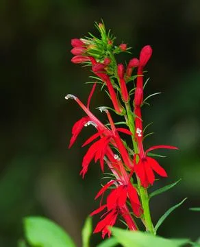 Cardinal Wildflower Foto stock