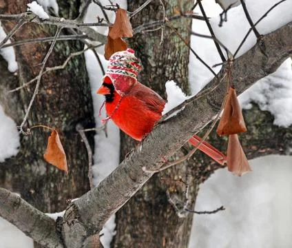 Cardinal with winter cap Stock Photos