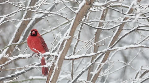 Cardinal in Winter Snow Video stock 104381580