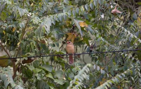 Cardinal on a Wire Stock Photos