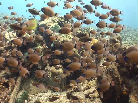 Cardinalfish Stock Footage 98669206