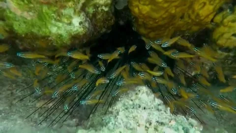 Cardinalfish Hiding Among Long Spines of a Large Sea Urchin Under Coral, Marsa A Видео 343319069