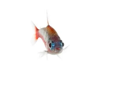 Cardinalfish Stock Photos