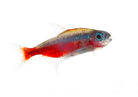 Cardinalfish Stock Photos