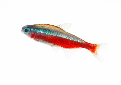 Cardinalfish Stock Photos