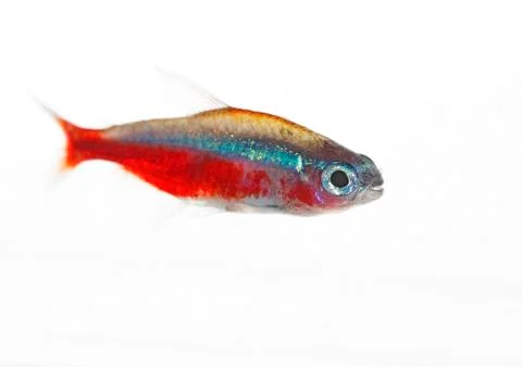 Cardinalfish Stock Photos