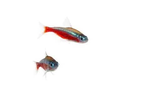 Cardinalfish Stock Photos