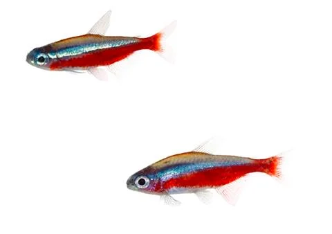 Cardinalfish Stock Photos