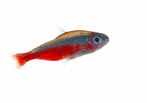 Cardinalfish Stock Photos