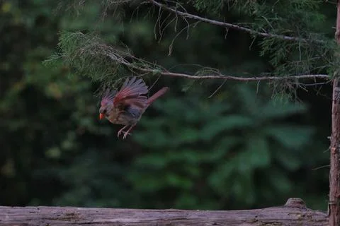 CardinalFlight Stock Photos