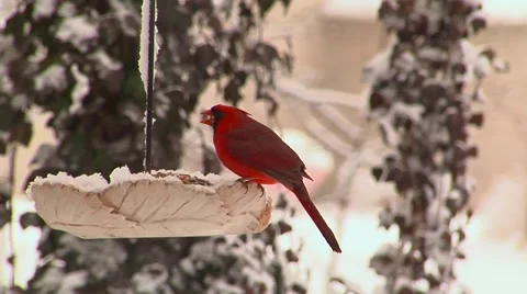 Cardinals in winter Video stock 44809959