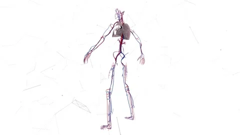 Cardio Vascular system of man v2 4k Stock Footage 145835385