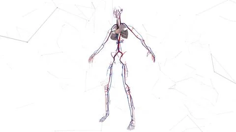 Cardio Vascular System in white background 스톡 일러스트