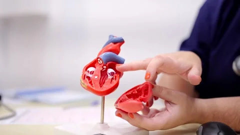 Cardiologist using a model to explain procedure to a patient Stock Footage 261468106