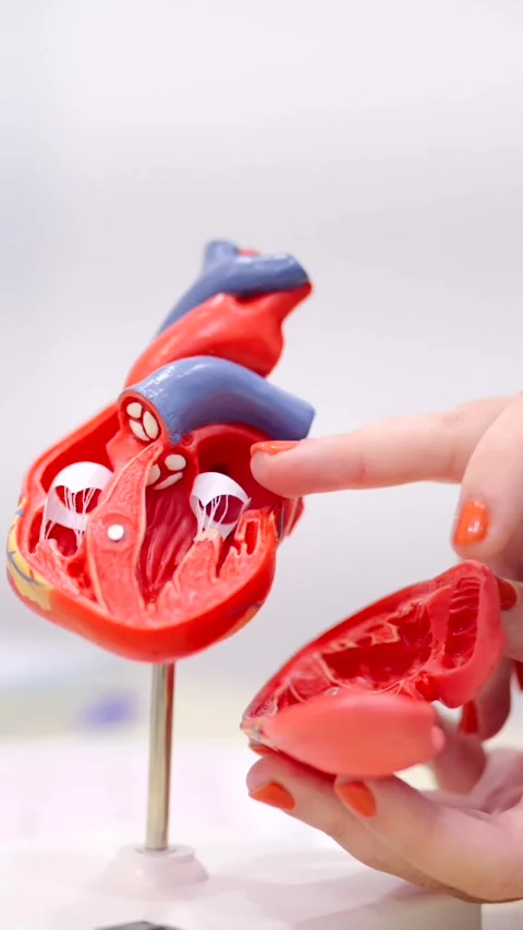 Cardiologist using a model to explain procedure to a patient Stock Footage 262491056