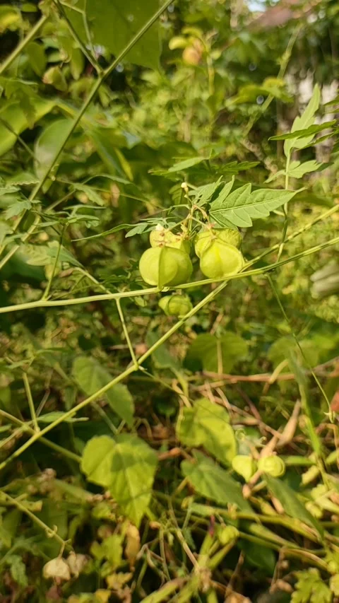 Cardiospermum halicacabum Stock Footage 239651984