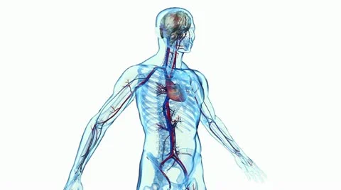 Cardiovascular Stock Footage 11089351