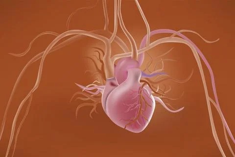Cardiovascular physical system Stock Illustration