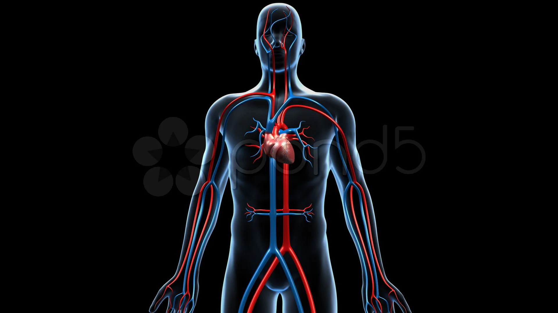 Cardiovascular System, 360 Degree Rotati... | Stock Video | Pond5