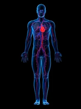Cardiovascular system, artwork Stock Illustration