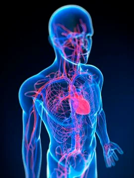 Cardiovascular system, artwork Stock Illustration