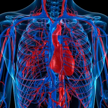 Cardiovascular system, artwork Stock Illustration