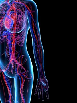 Cardiovascular system, artwork Stock Illustration