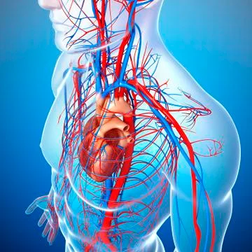 Cardiovascular system; artwork Illustrazione stock