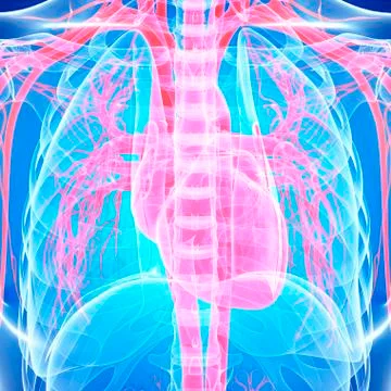 Cardiovascular system; artwork Stock Illustration