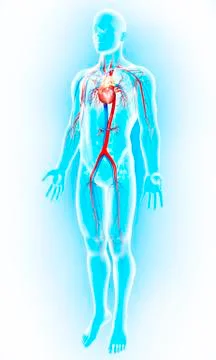 Cardiovascular system; artwork Stock Illustration