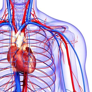 Cardiovascular system; artwork Stock Illustration