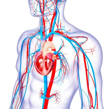 Cardiovascular system; artwork Stock Illustration