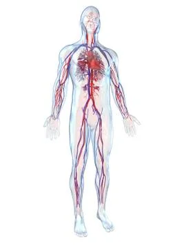 Cardiovascular system; artwork Stock Illustration
