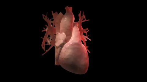 Cardiovascular system with beating heart Stock Illustration