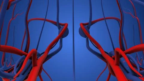 The cardiovascular system in humans Stock Illustration