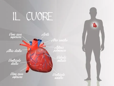 Cardiovascular system Stock Illustration
