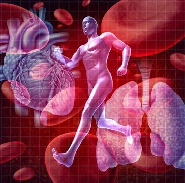 Cardiovascular System Stock Illustration