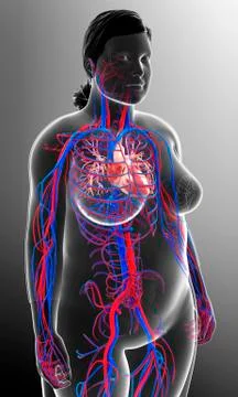 Cardiovascular system, illustration Stock Illustration