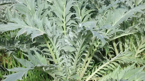 Cardo 4k Stock Footage 270254483