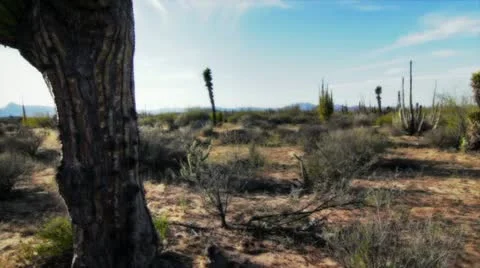 Cardo Stock Footage 10819359