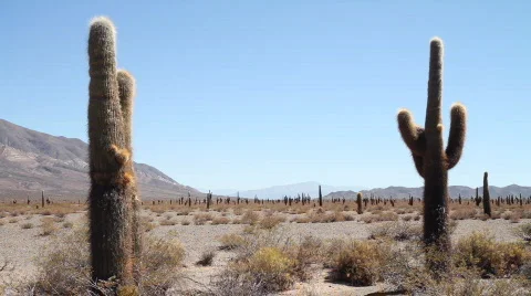 Cardon Cacti Stock Footage 870368
