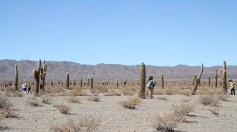 Cardon Cacti Stock-Footage 870543