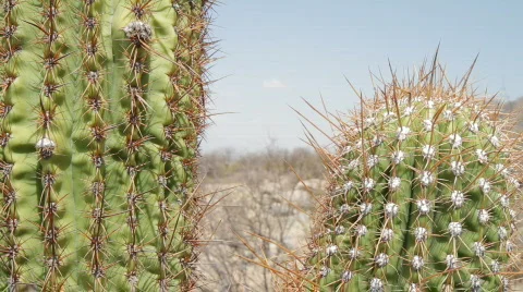 Cardon Cactus 動画素材 872242